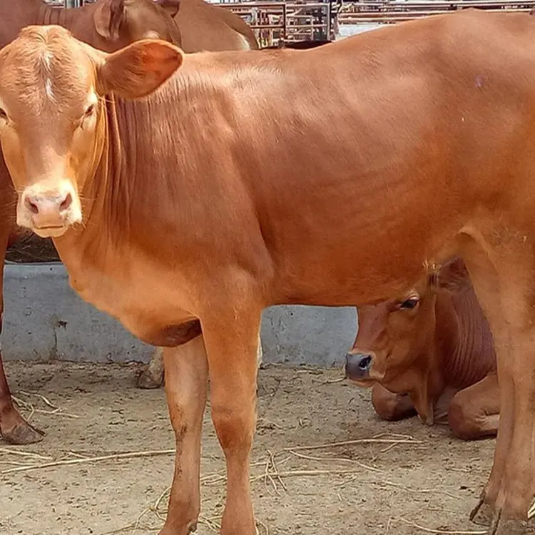 肉牛犊的价格
