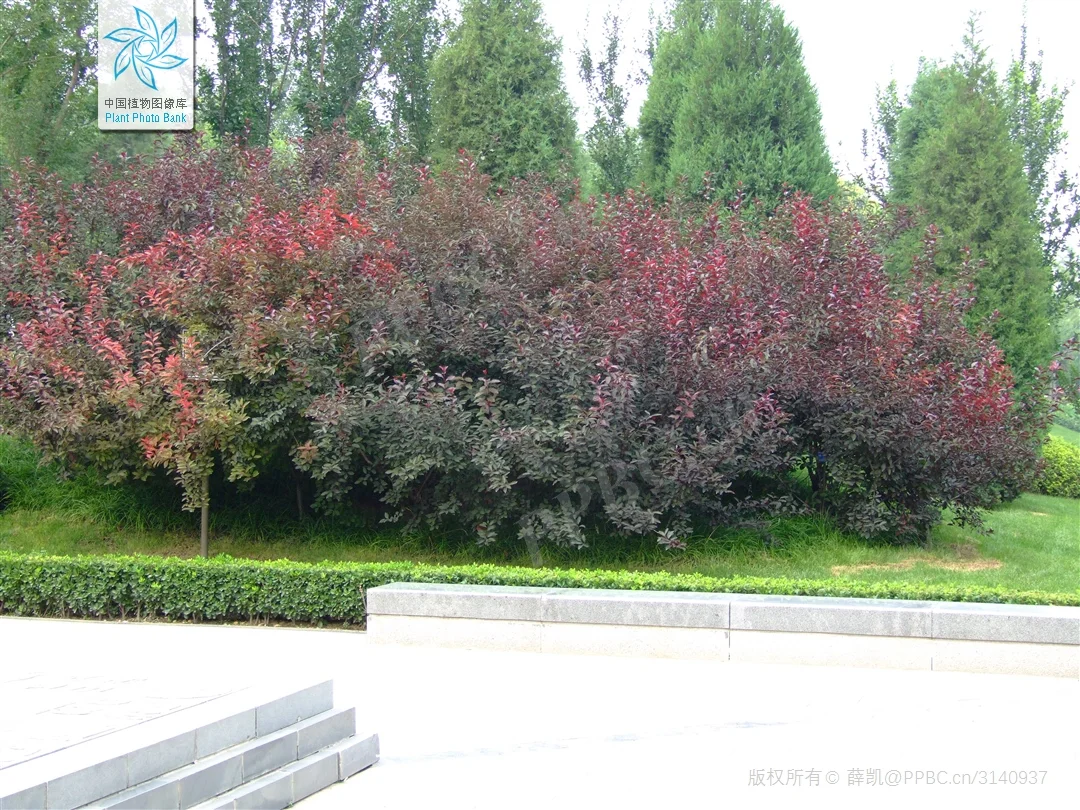 北京蓝紫系木本 | （十三）紫叶矮樱