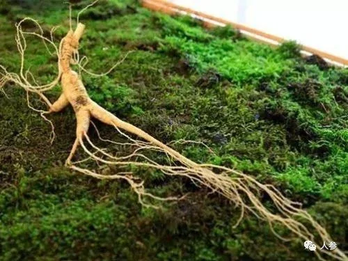 野山参最大的问题——90%人买到的“野山参”都