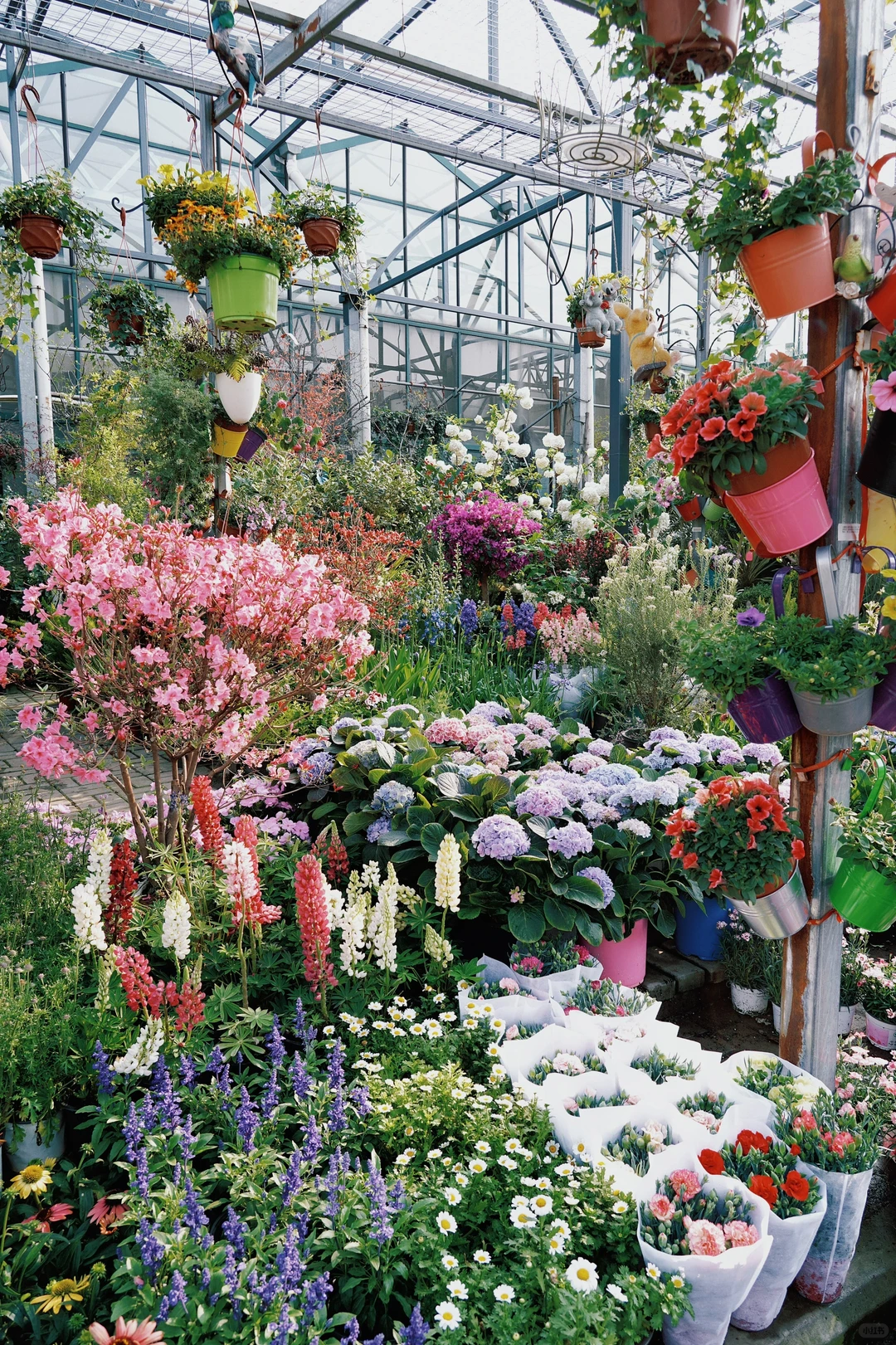 ?合肥的花市已经美到下一个level了！