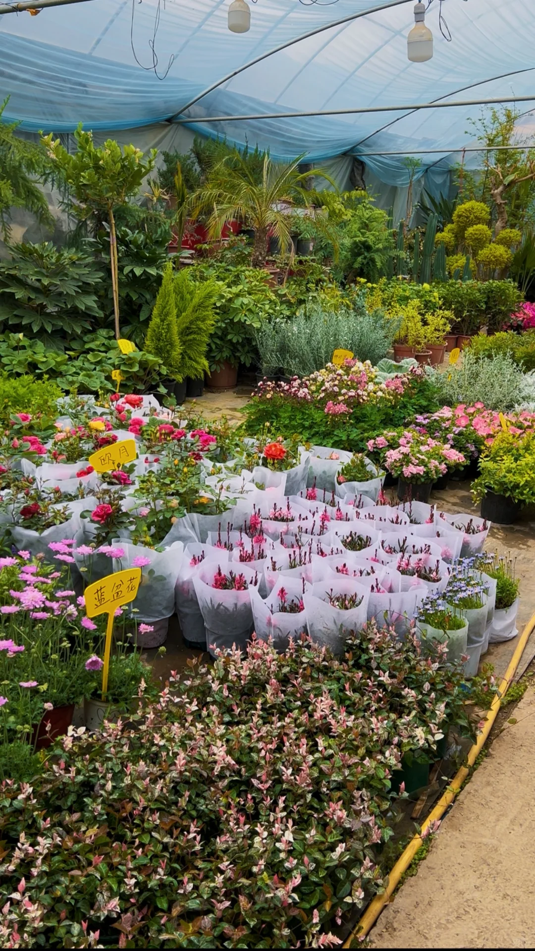 洛阳|你不知道的买花地儿!(2025 最新实探)