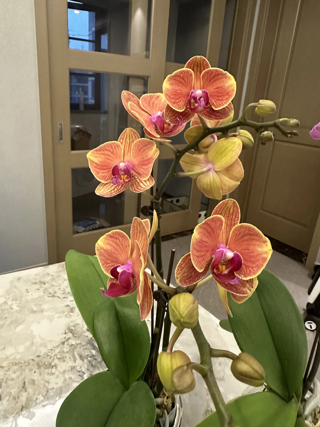 最近新入的蝴蝶兰，都超爱！还发现新基地