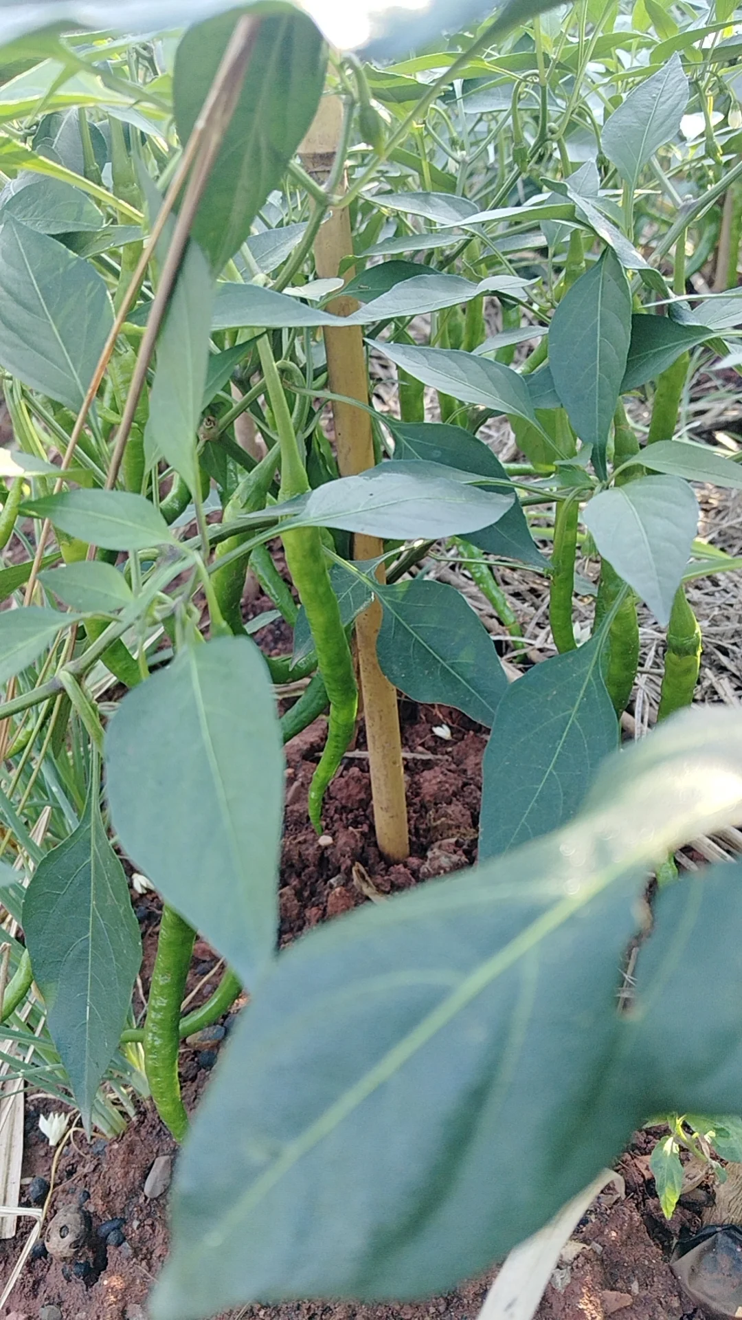 我的乡村生活菜地