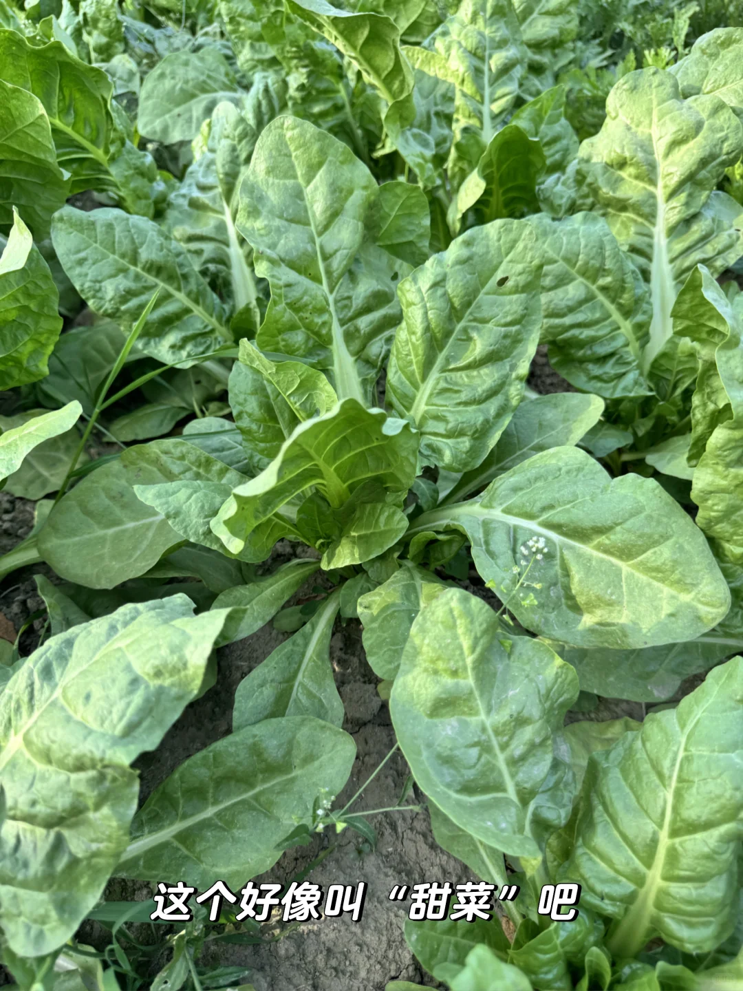 老妈的宝藏菜园，承包我家一年的蔬菜?