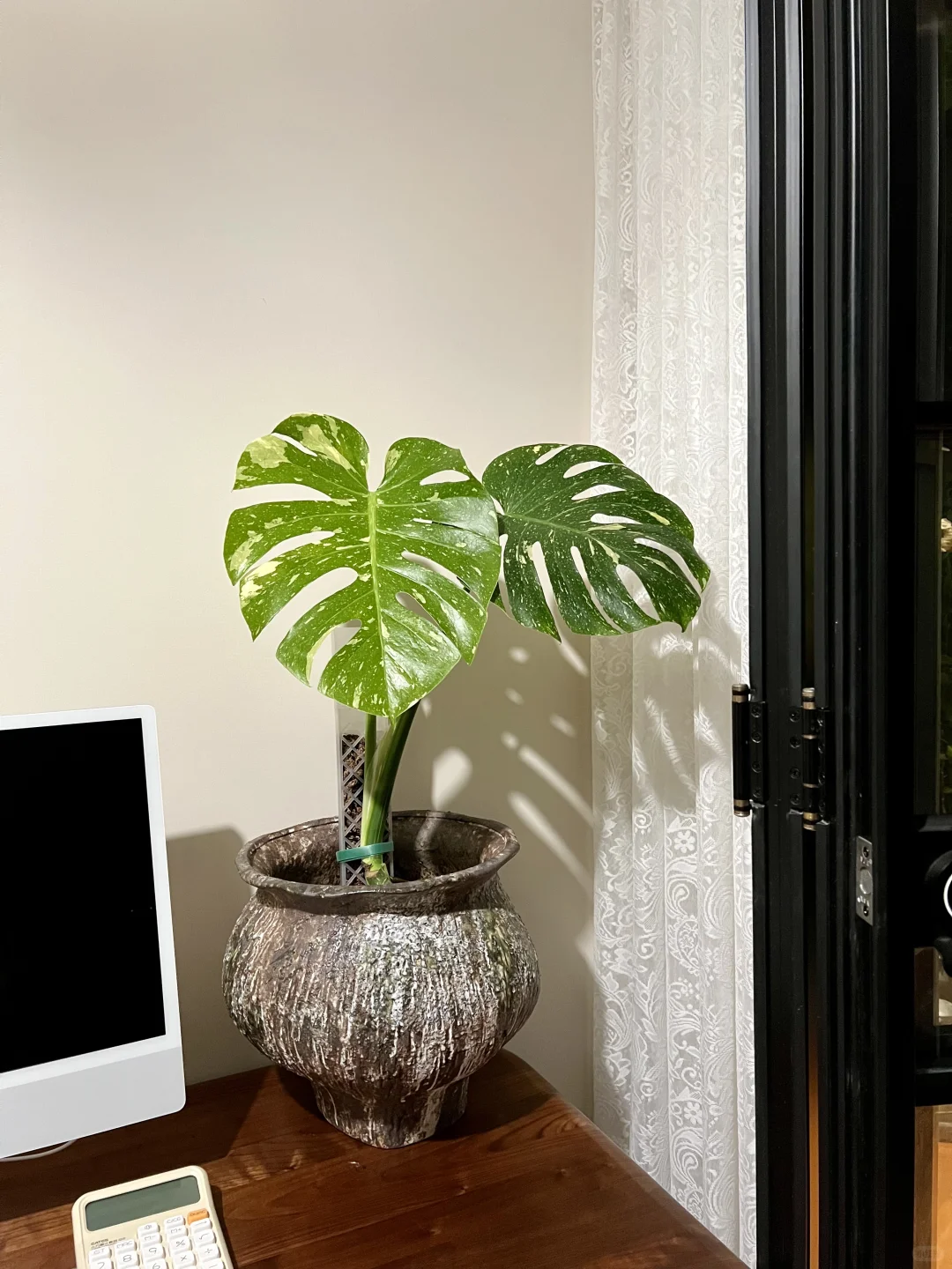 封闭阳台，一棵会开花的树