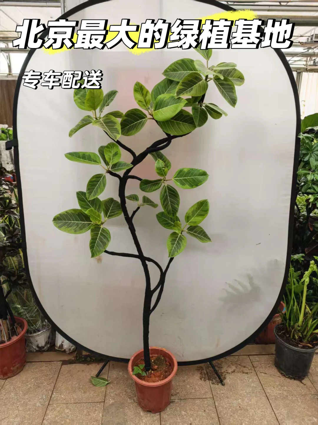 北京同城绿植基地