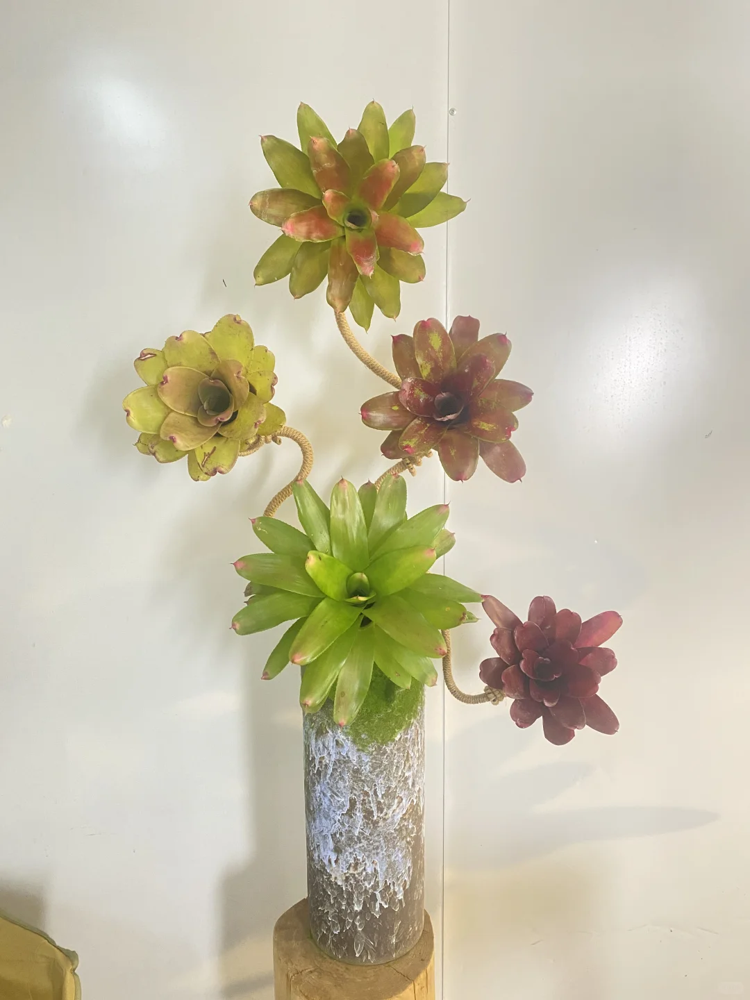 小众设计感!积水凤梨种草推荐