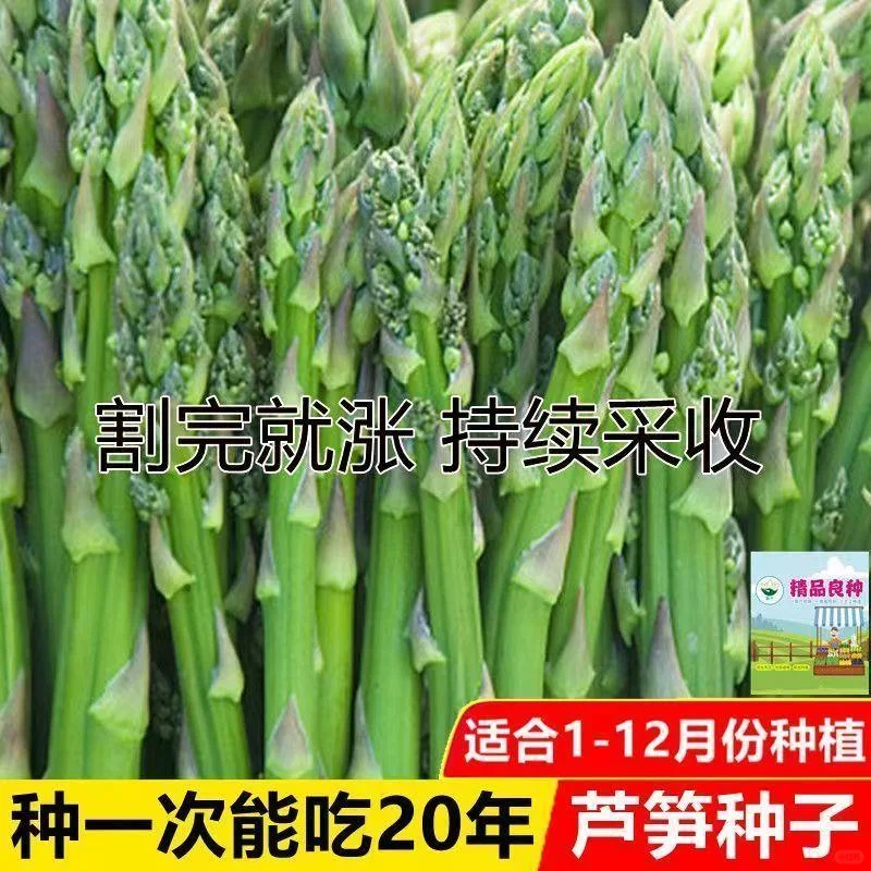 精选芦笋种子?南北可种高产鲜嫩✨