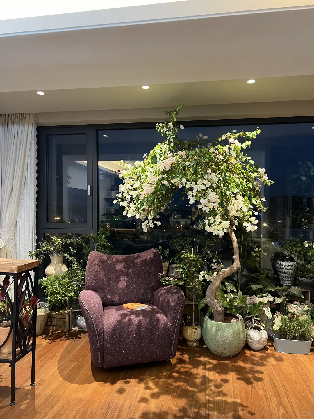 封闭阳台，一棵会开花的树