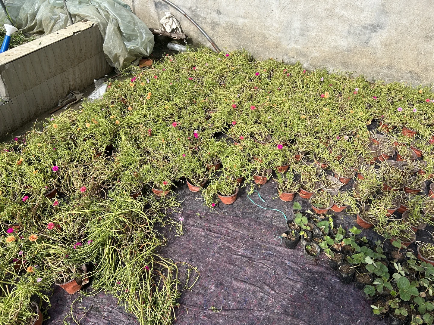 太阳花清地9.9元5盆7.9元3盆