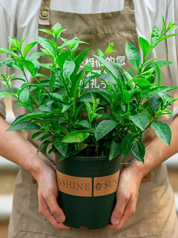 九款自带香气的盆栽✨