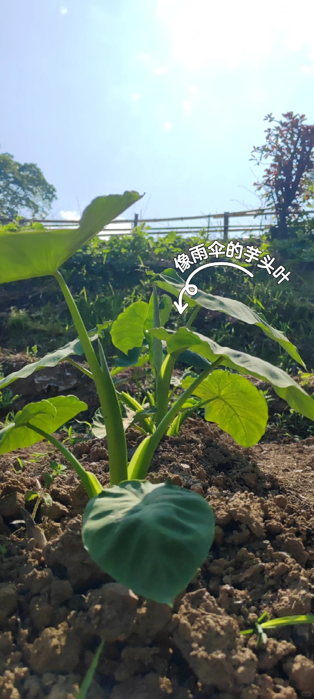 春天播种的蔬菜，夏天也是丰收的季节