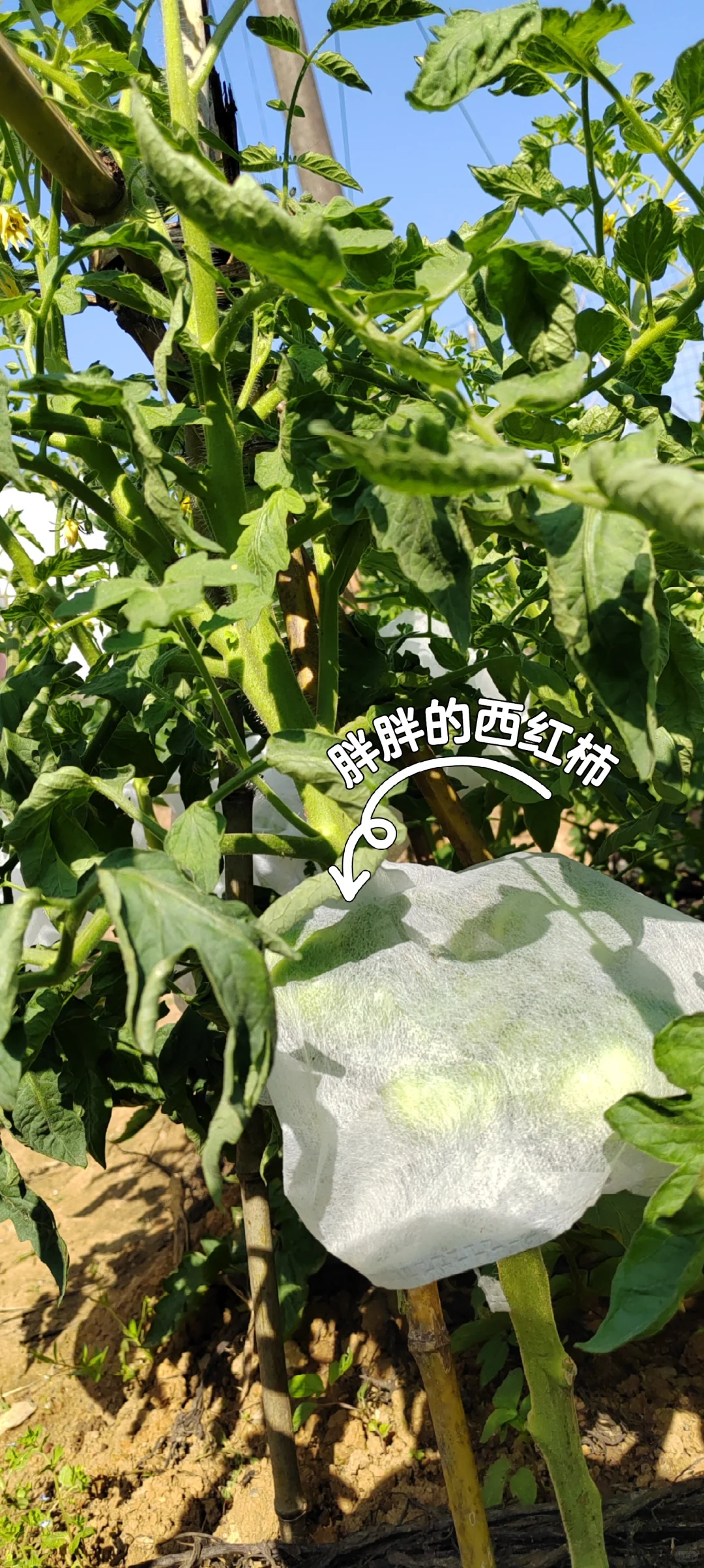春天播种的蔬菜，夏天也是丰收的季节