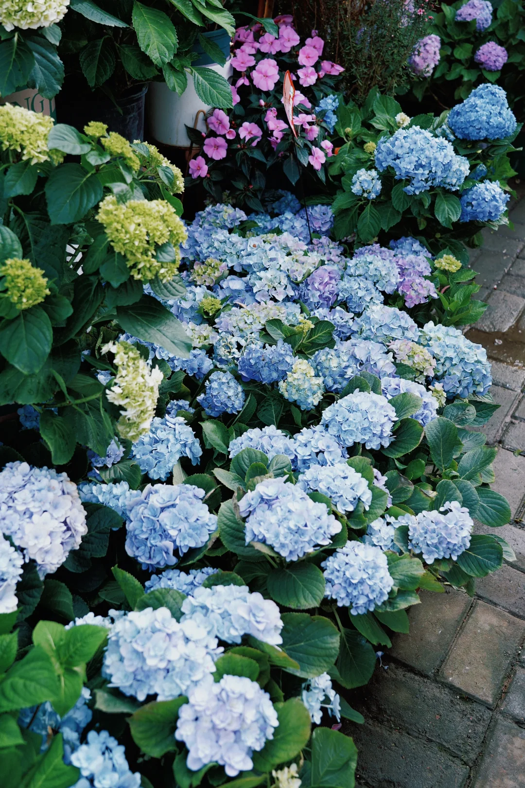 ?合肥的花市已经美到下一个level了！