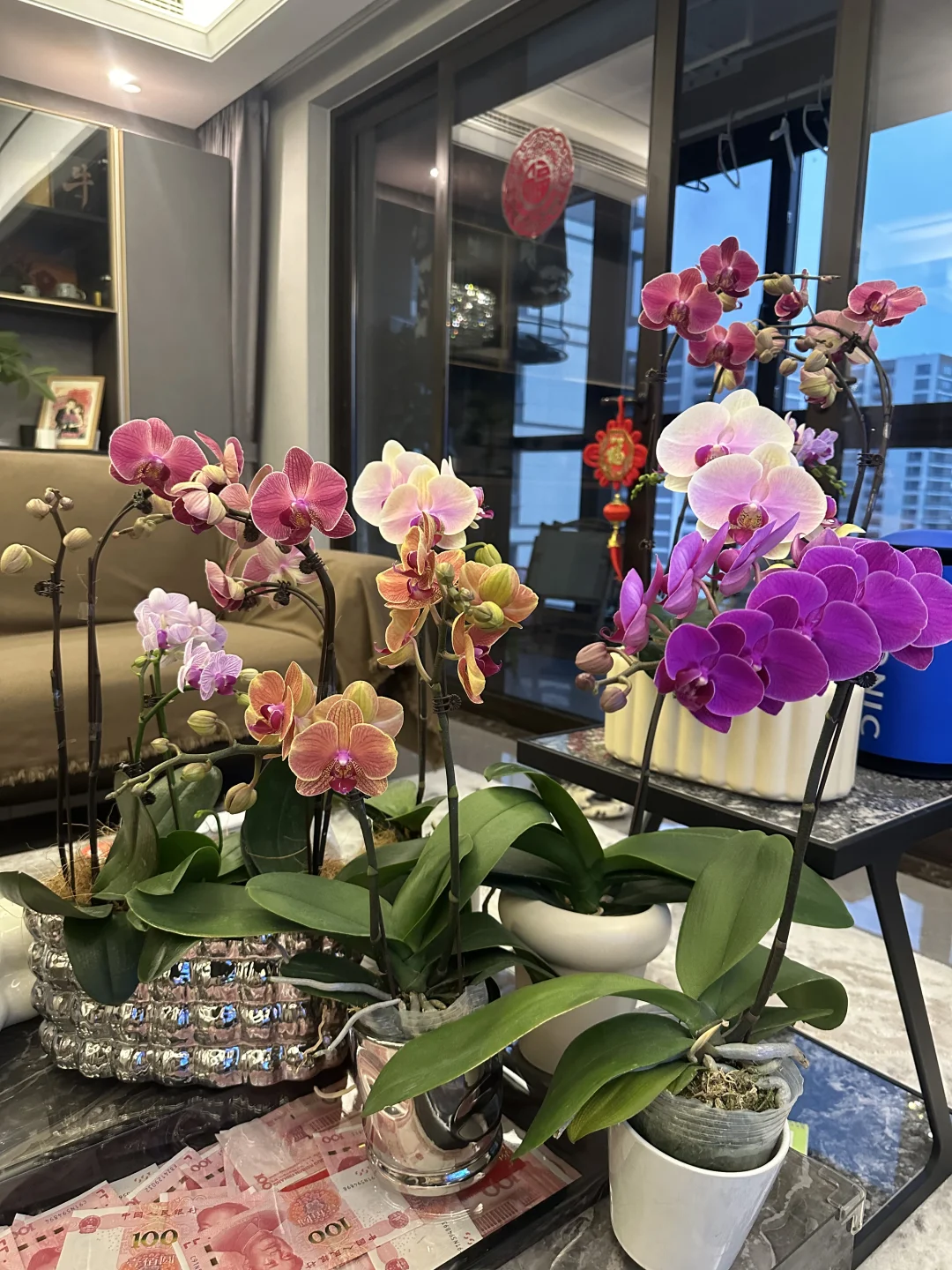 最近新入的蝴蝶兰，都超爱！还发现新基地