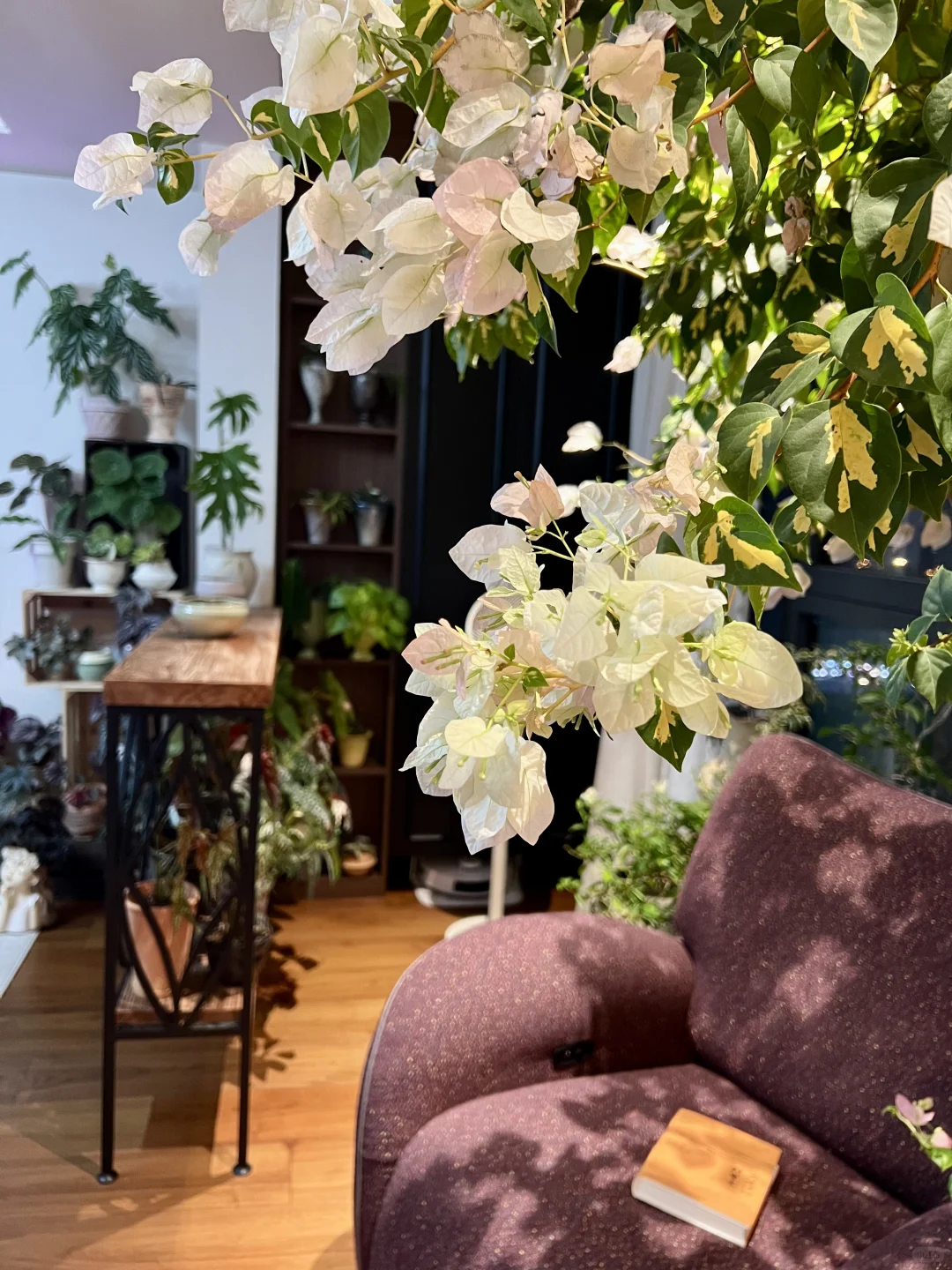 封闭阳台，一棵会开花的树