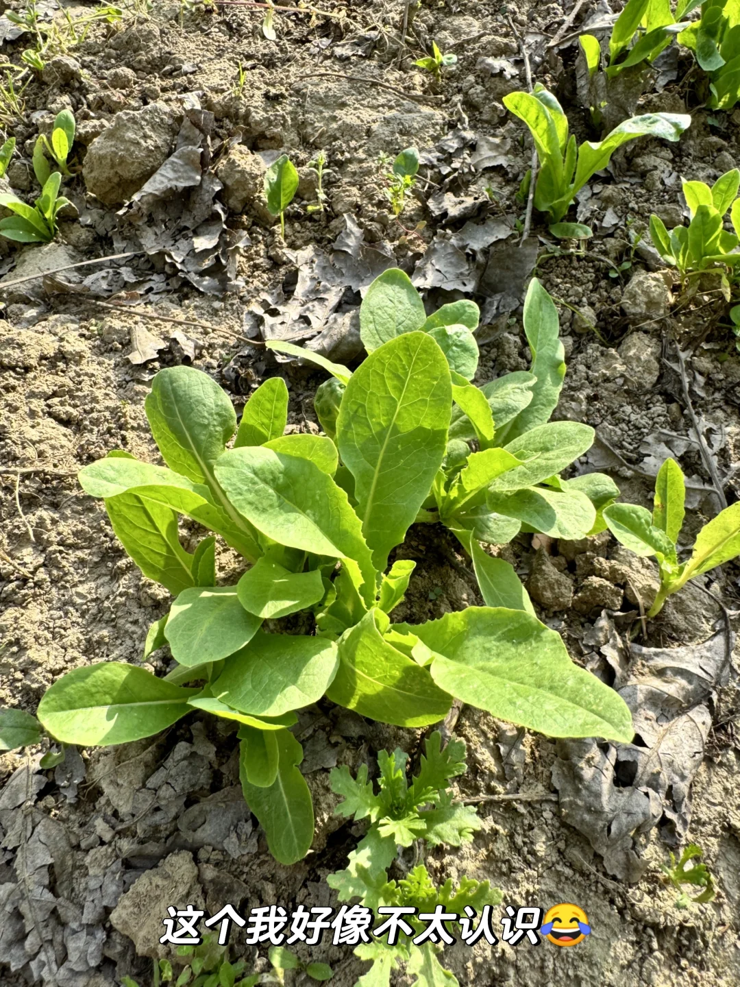 老妈的宝藏菜园，承包我家一年的蔬菜?