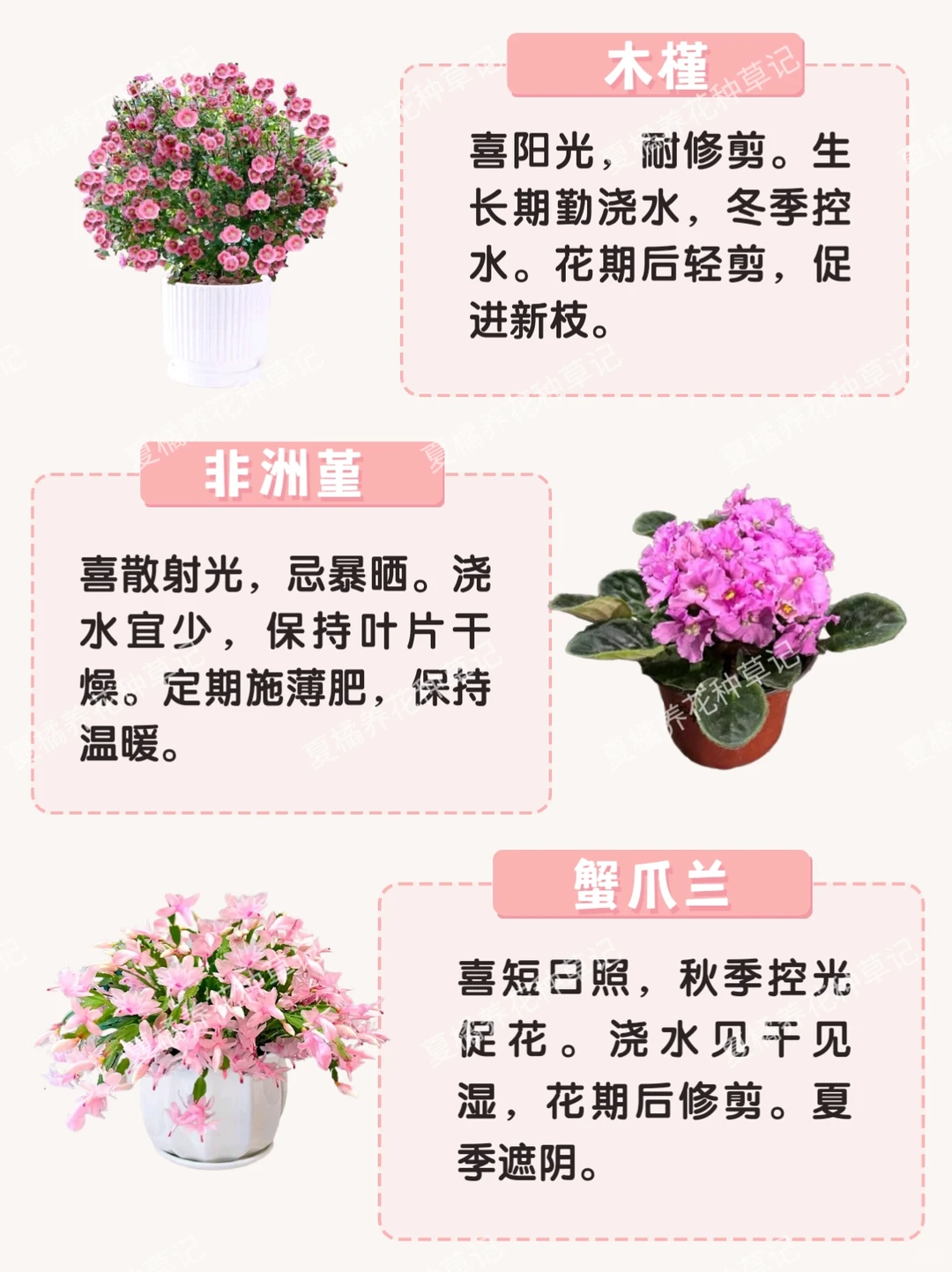 救命！这些粉粉嫩嫩的绿植也太治愈了吧