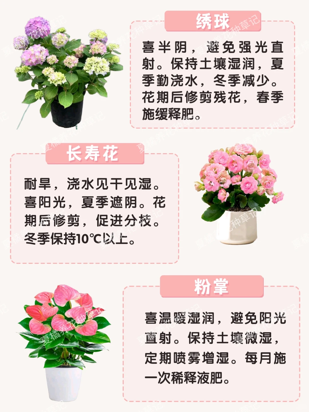 救命！这些粉粉嫩嫩的绿植也太治愈了吧