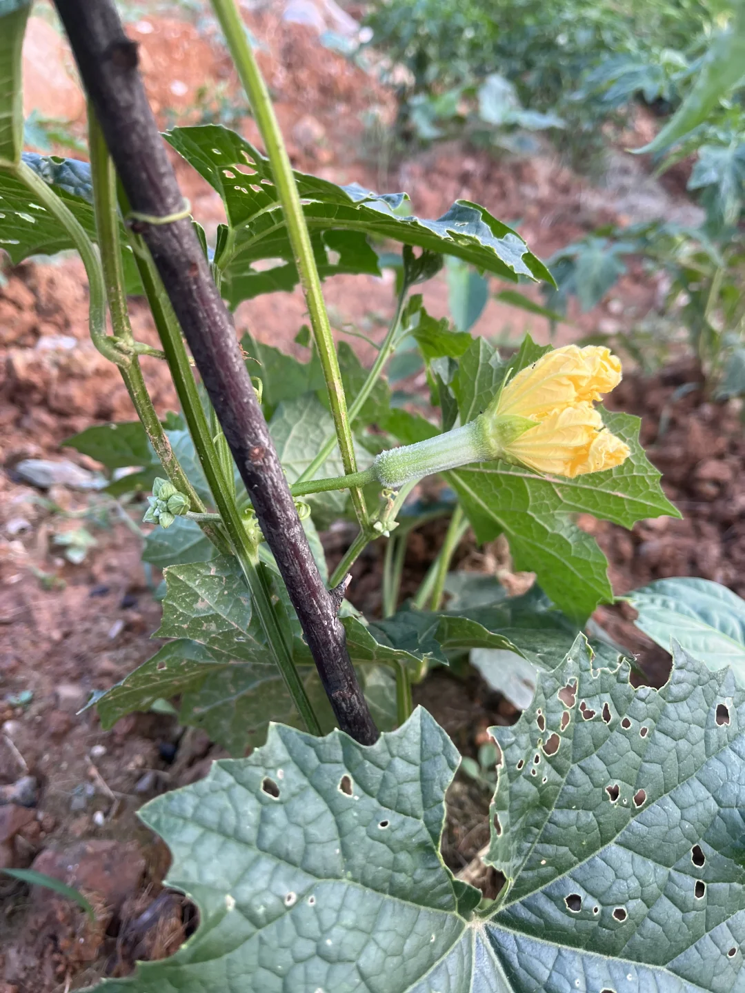 期待收获的季节