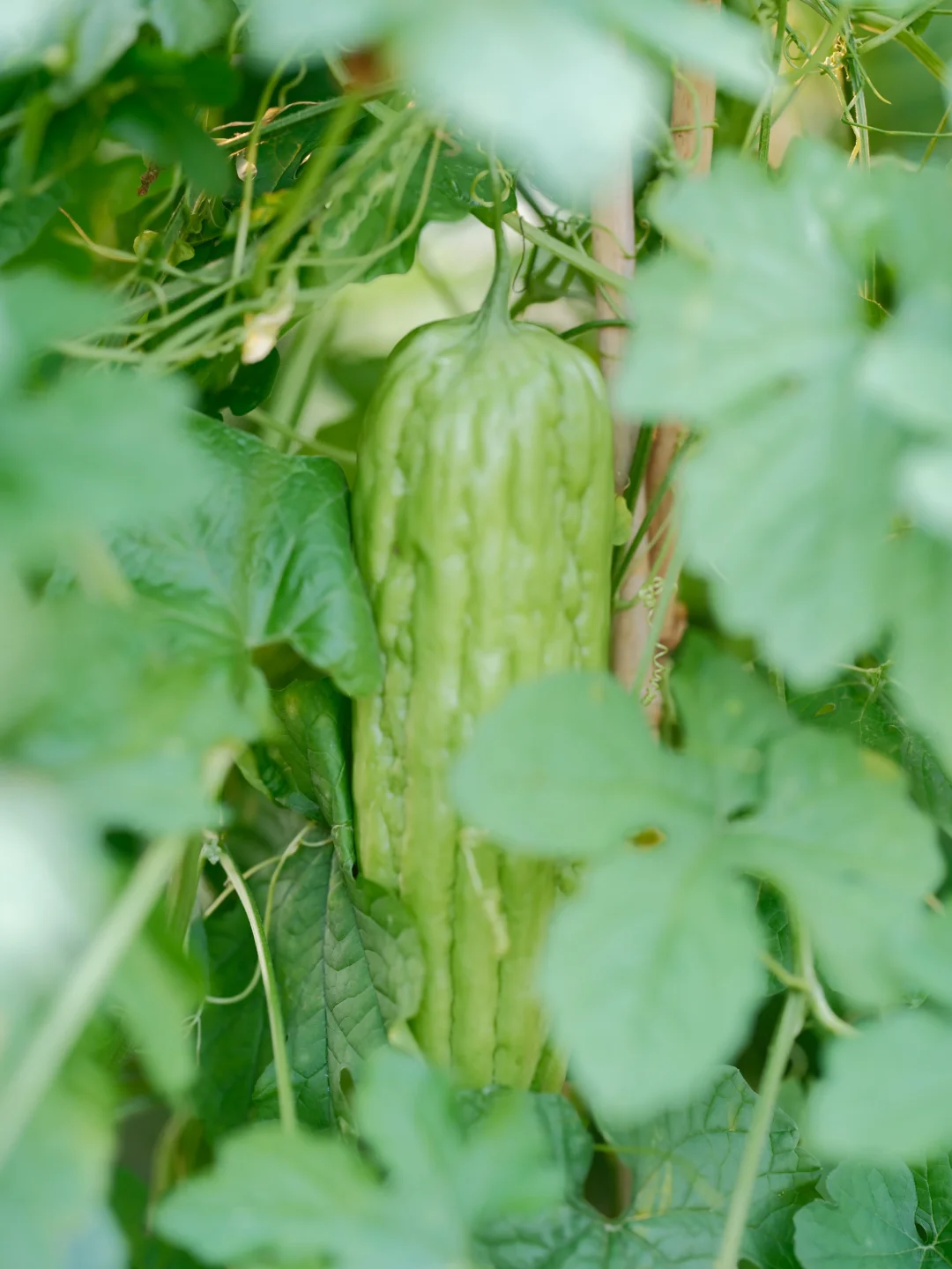 我要我的小菜园~各种蔬菜