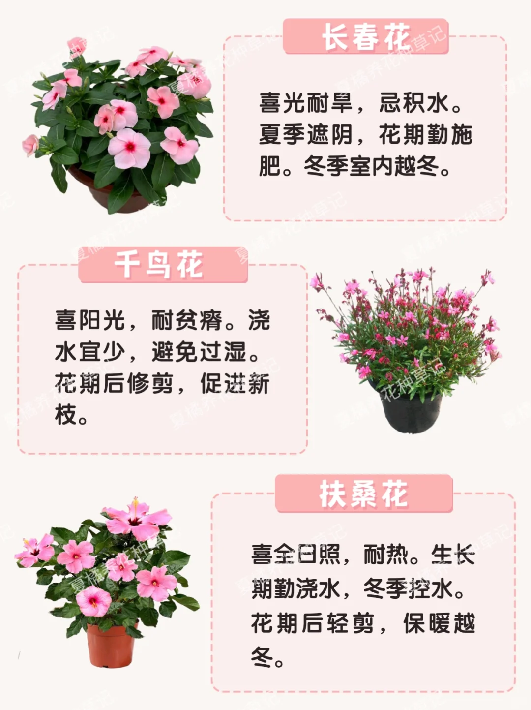 救命！这些粉粉嫩嫩的绿植也太治愈了吧