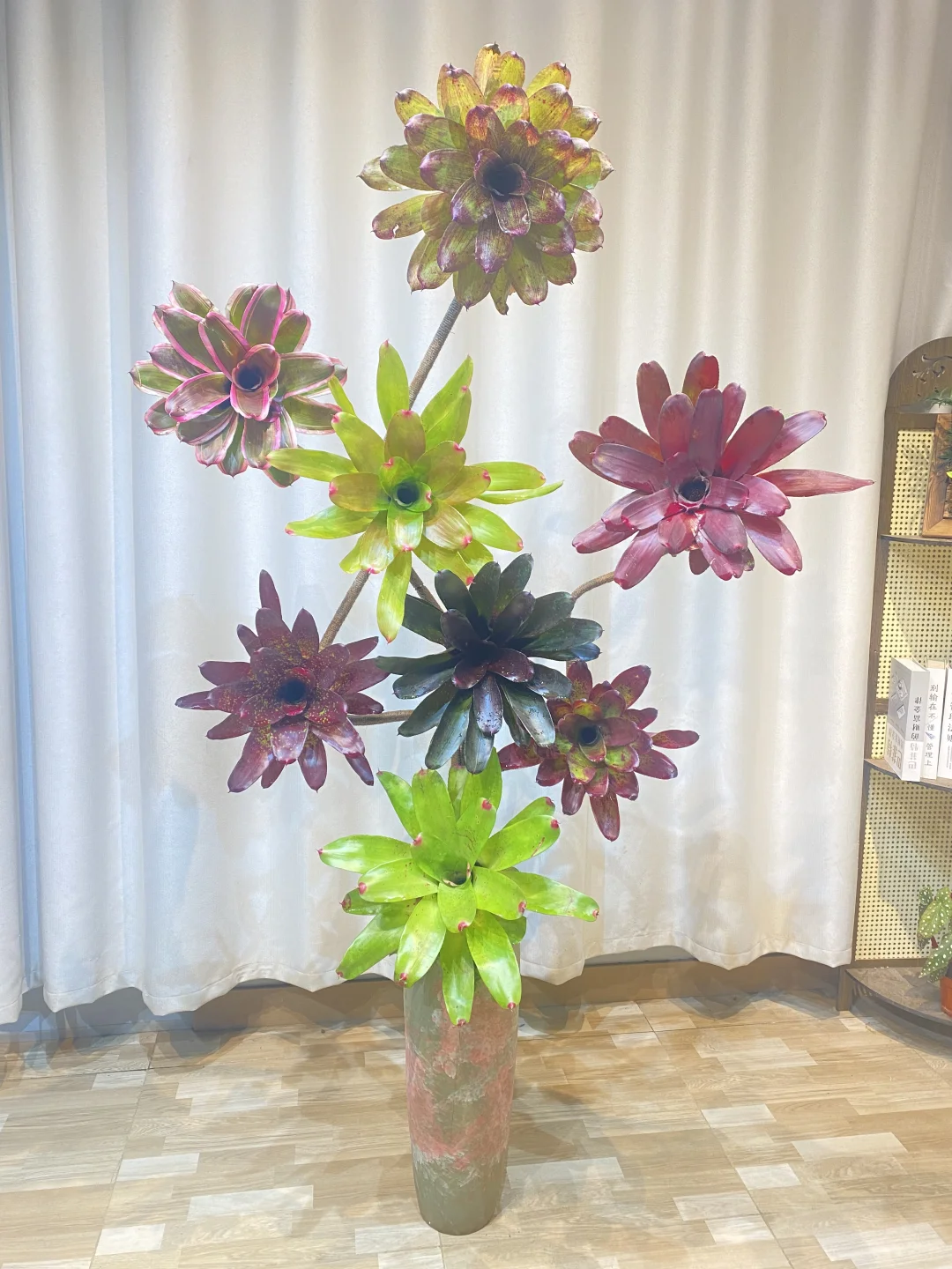 小众设计感!积水凤梨种草推荐