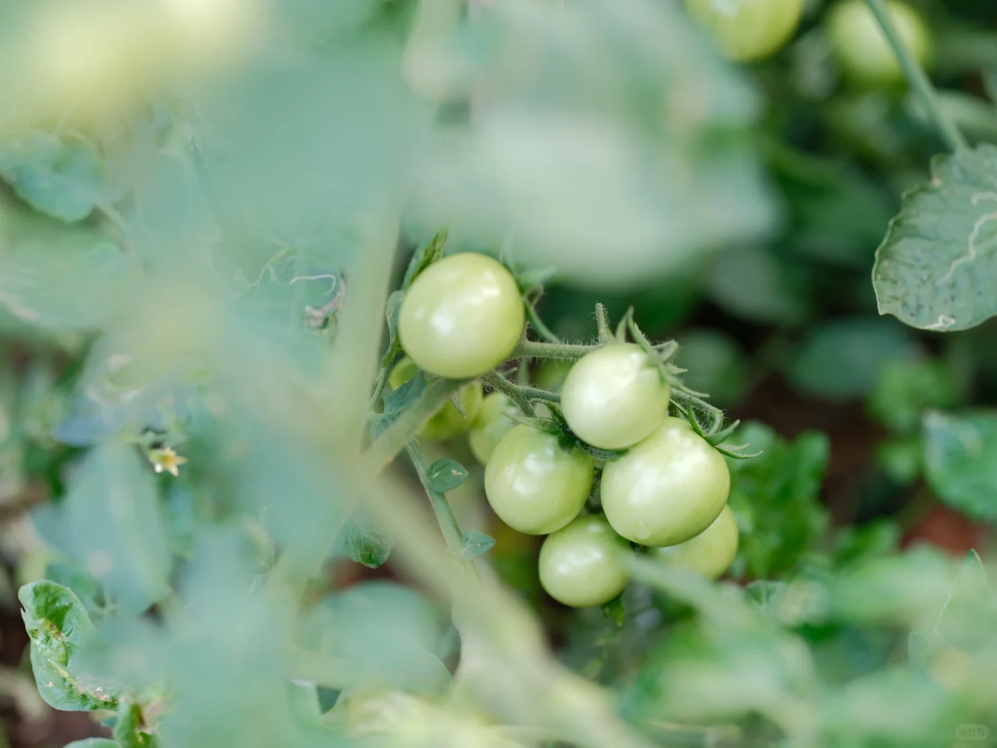 我要我的小菜园~各种蔬菜