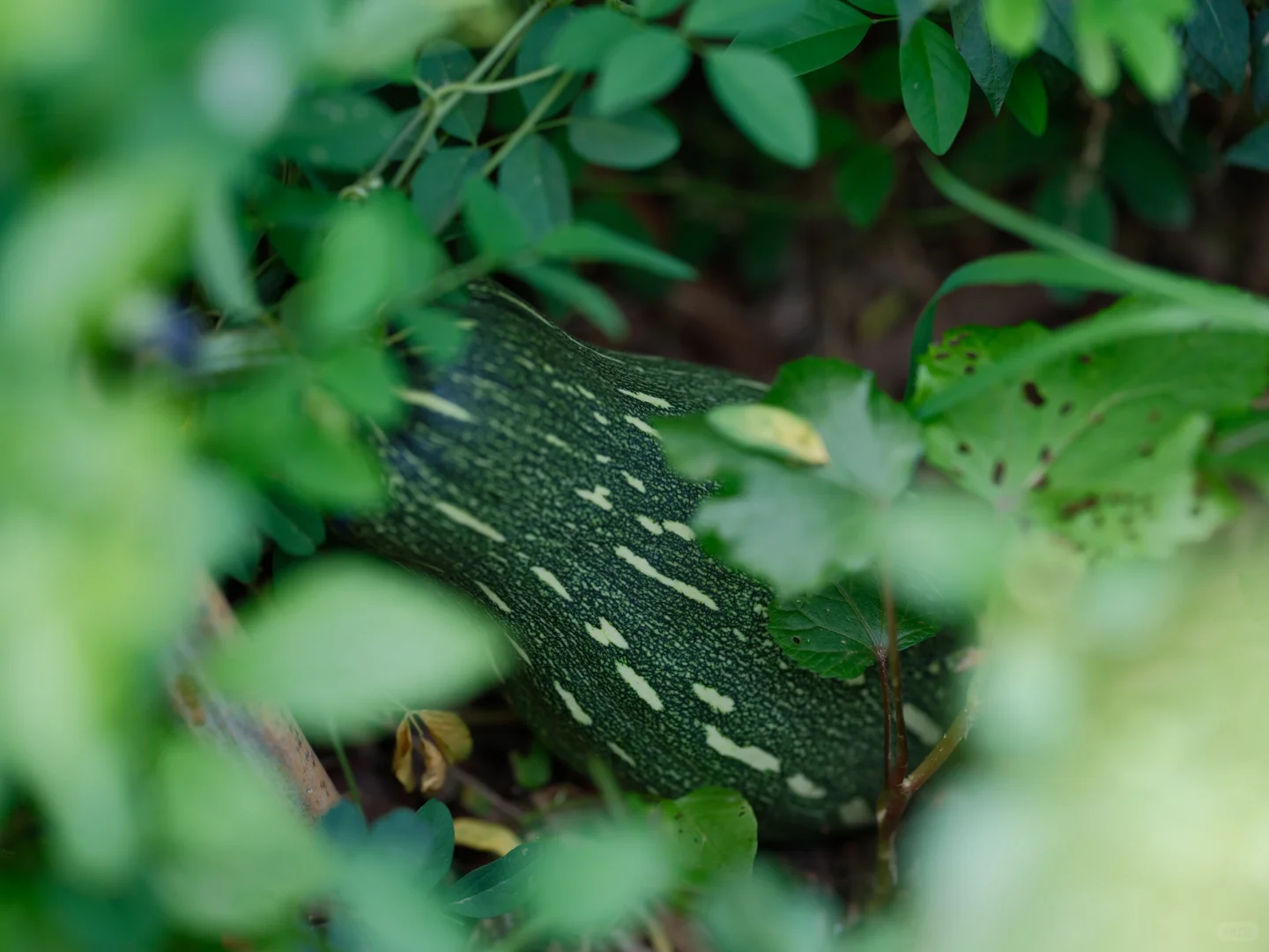 我要我的小菜园~各种蔬菜