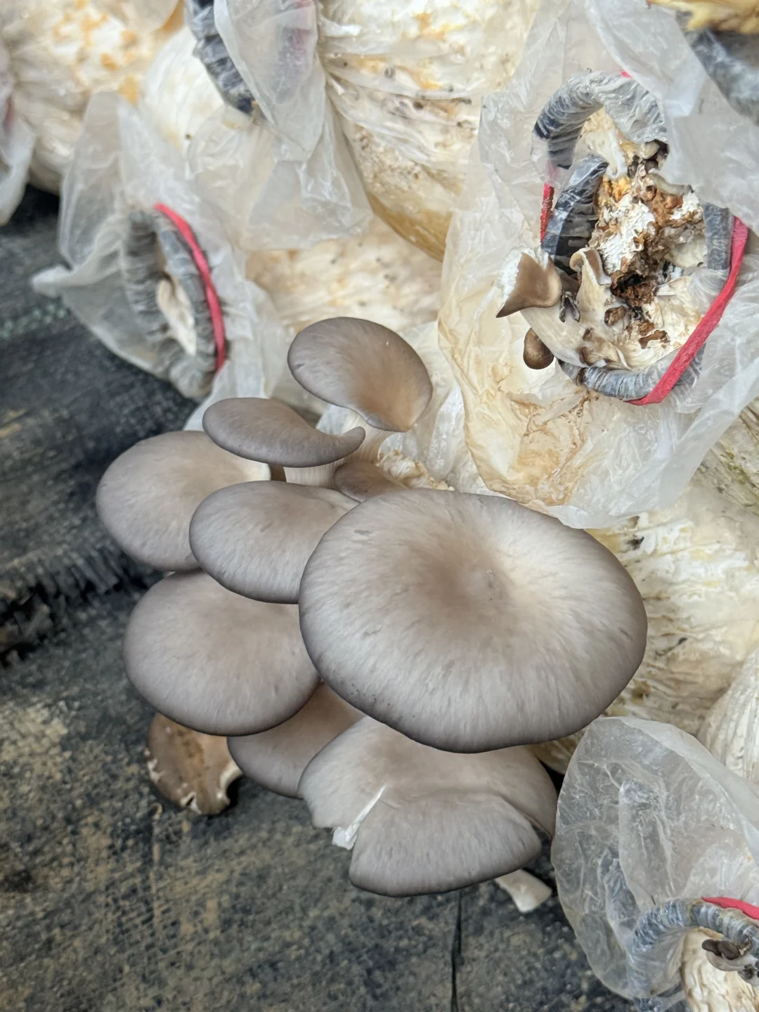 合肥亲子｜摘蘑菇?蔬菜?火龙果?