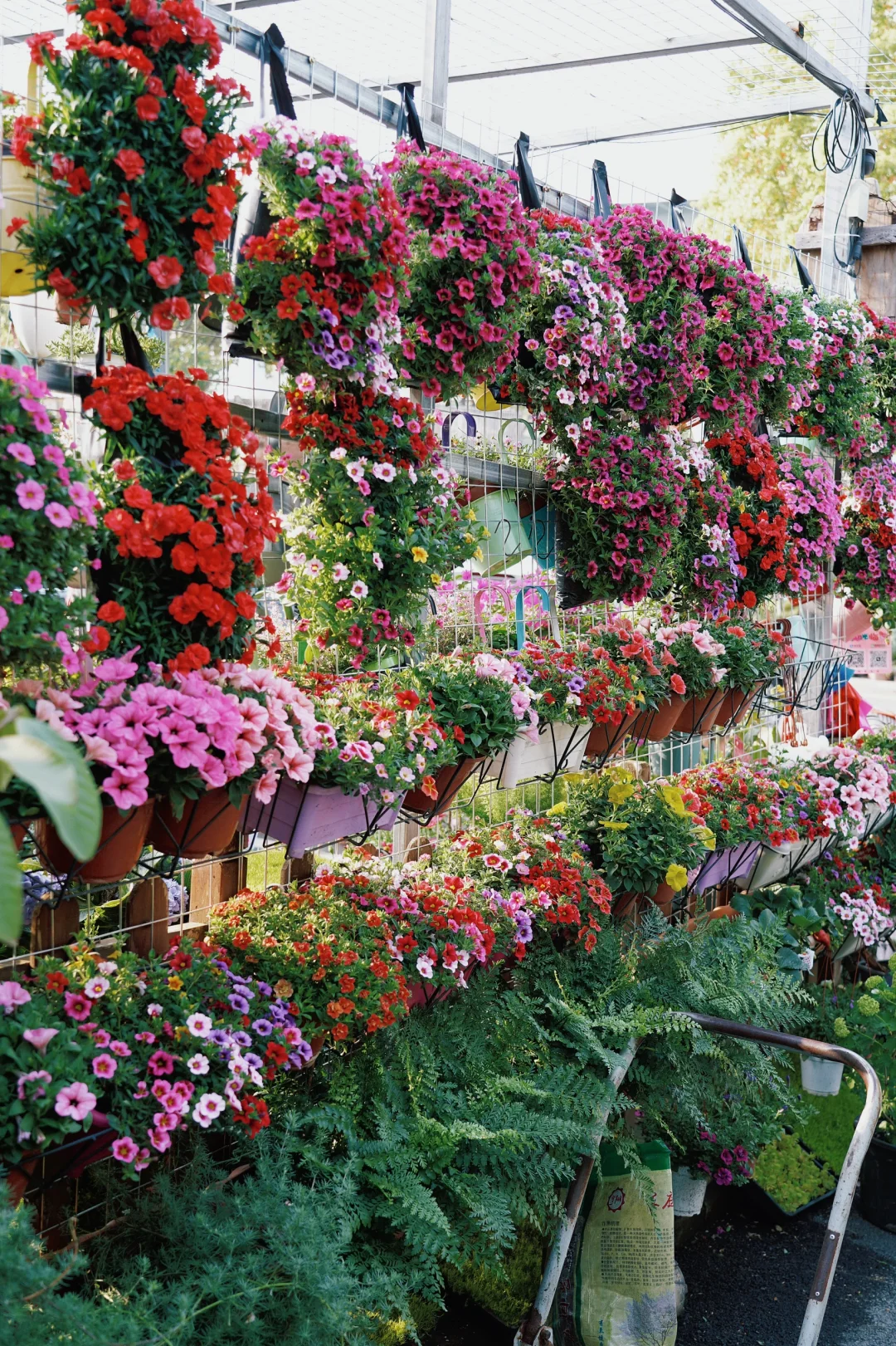 ?合肥的花市已经美到下一个level了！