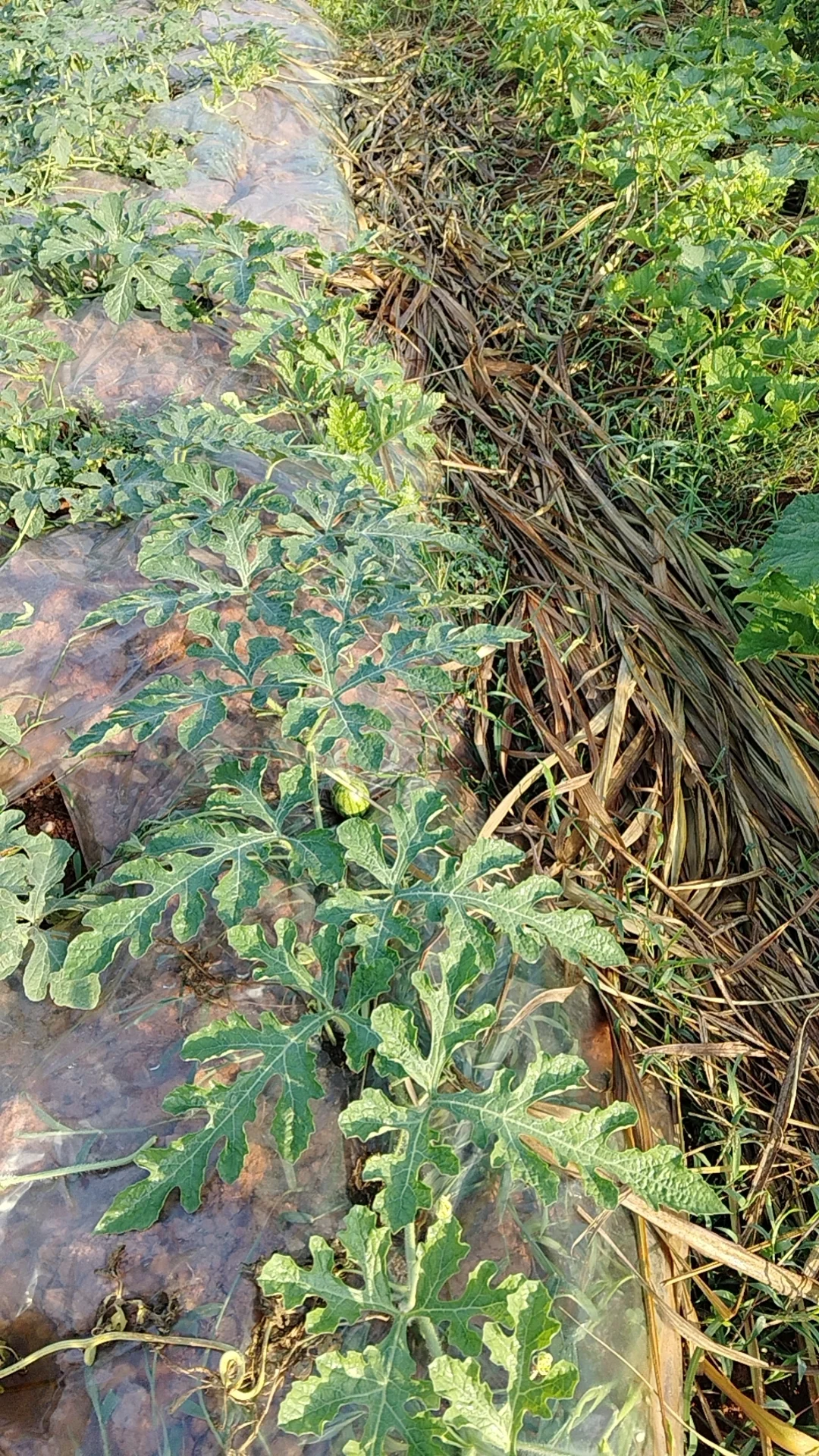 我的乡村生活菜地