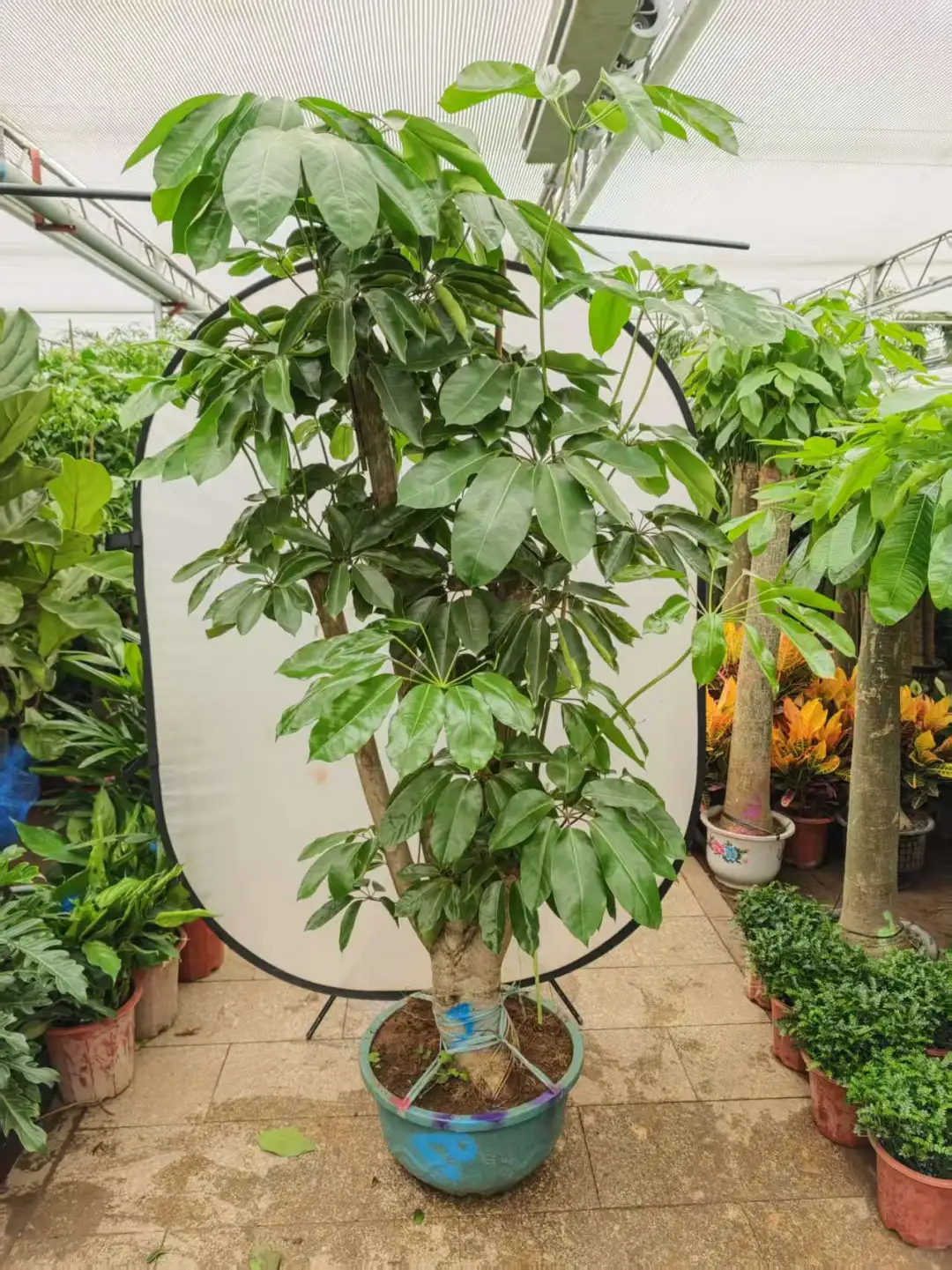 北京同城绿植基地