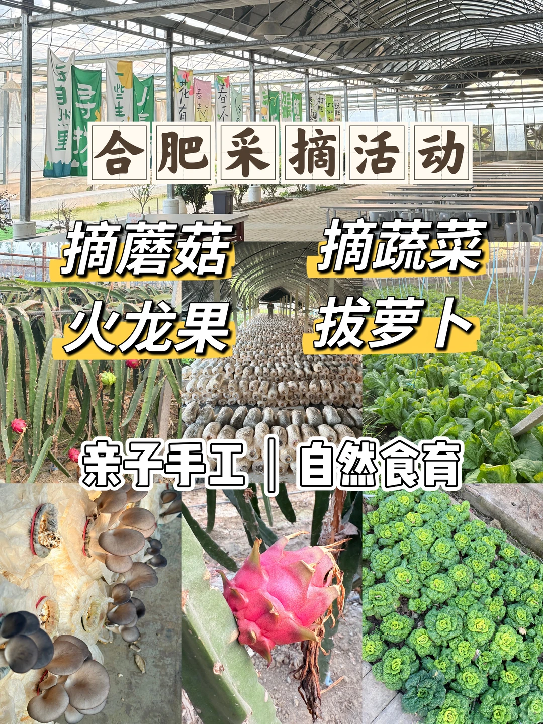 合肥亲子｜摘蘑菇?蔬菜?火龙果?
