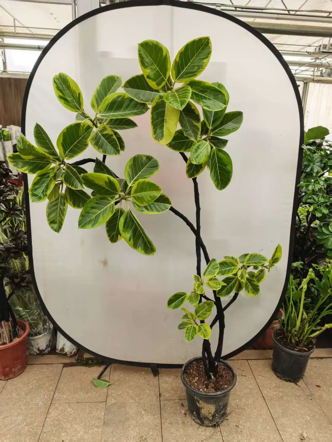 北京同城绿植基地