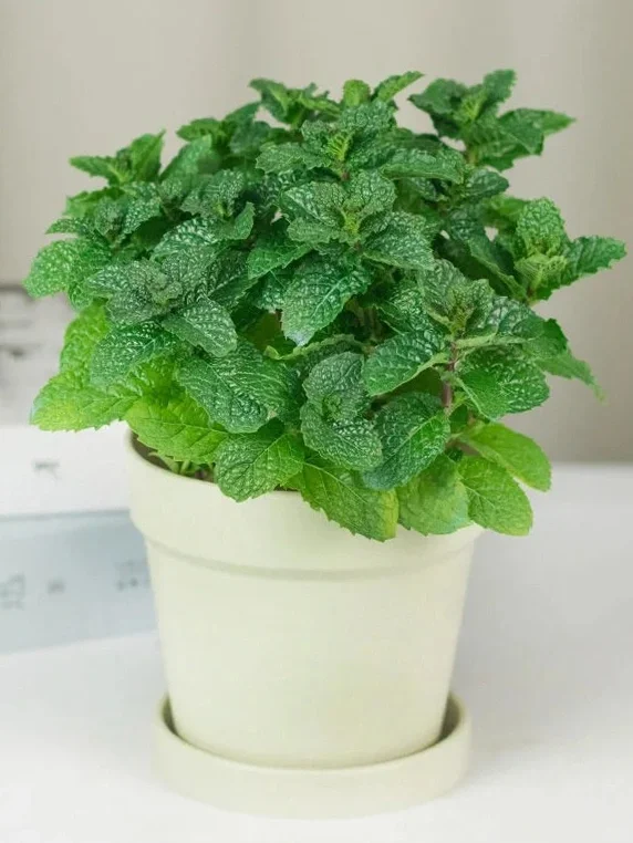 九款自带香气的盆栽✨