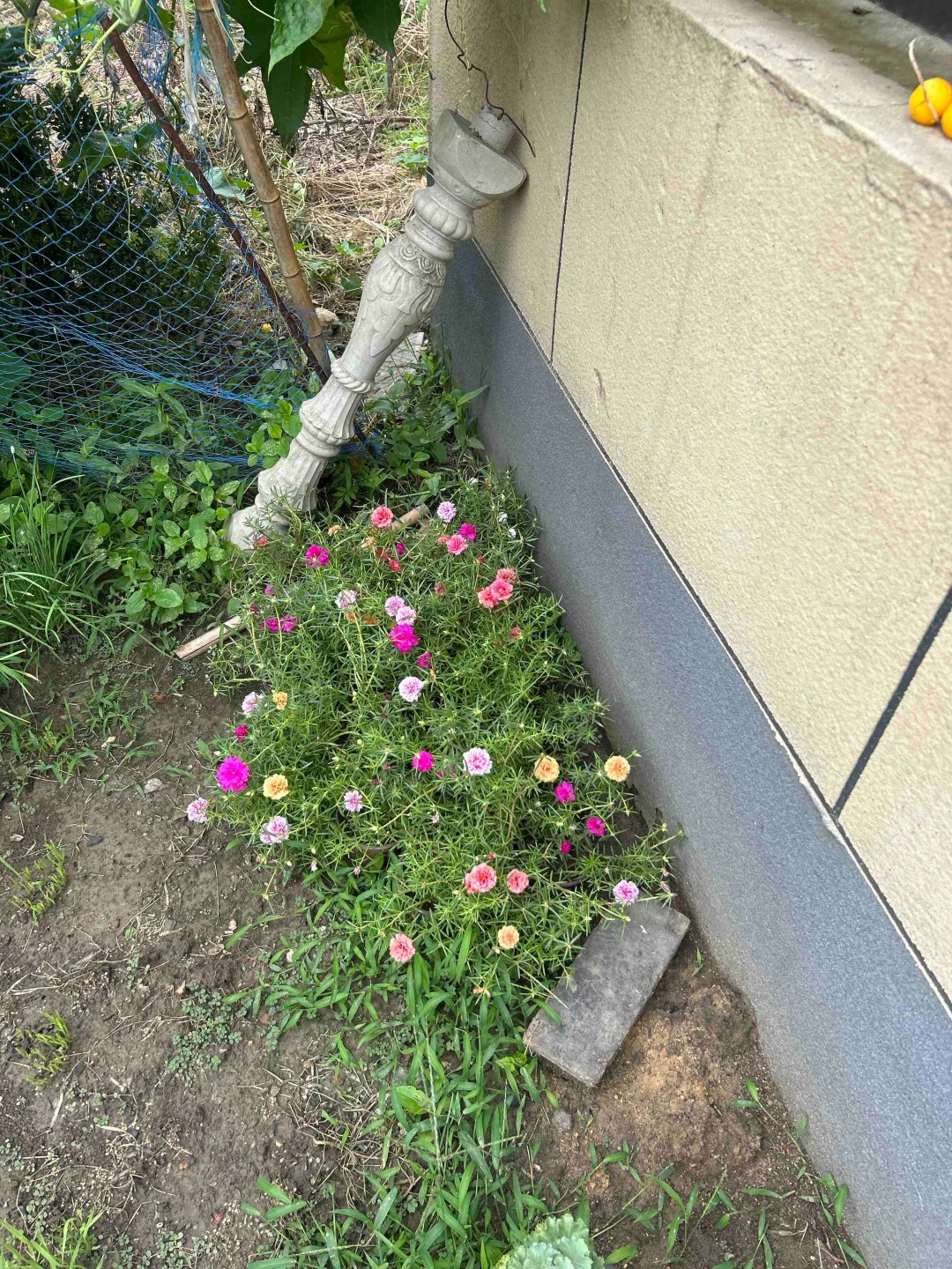 太阳花清地9.9元5盆7.9元3盆