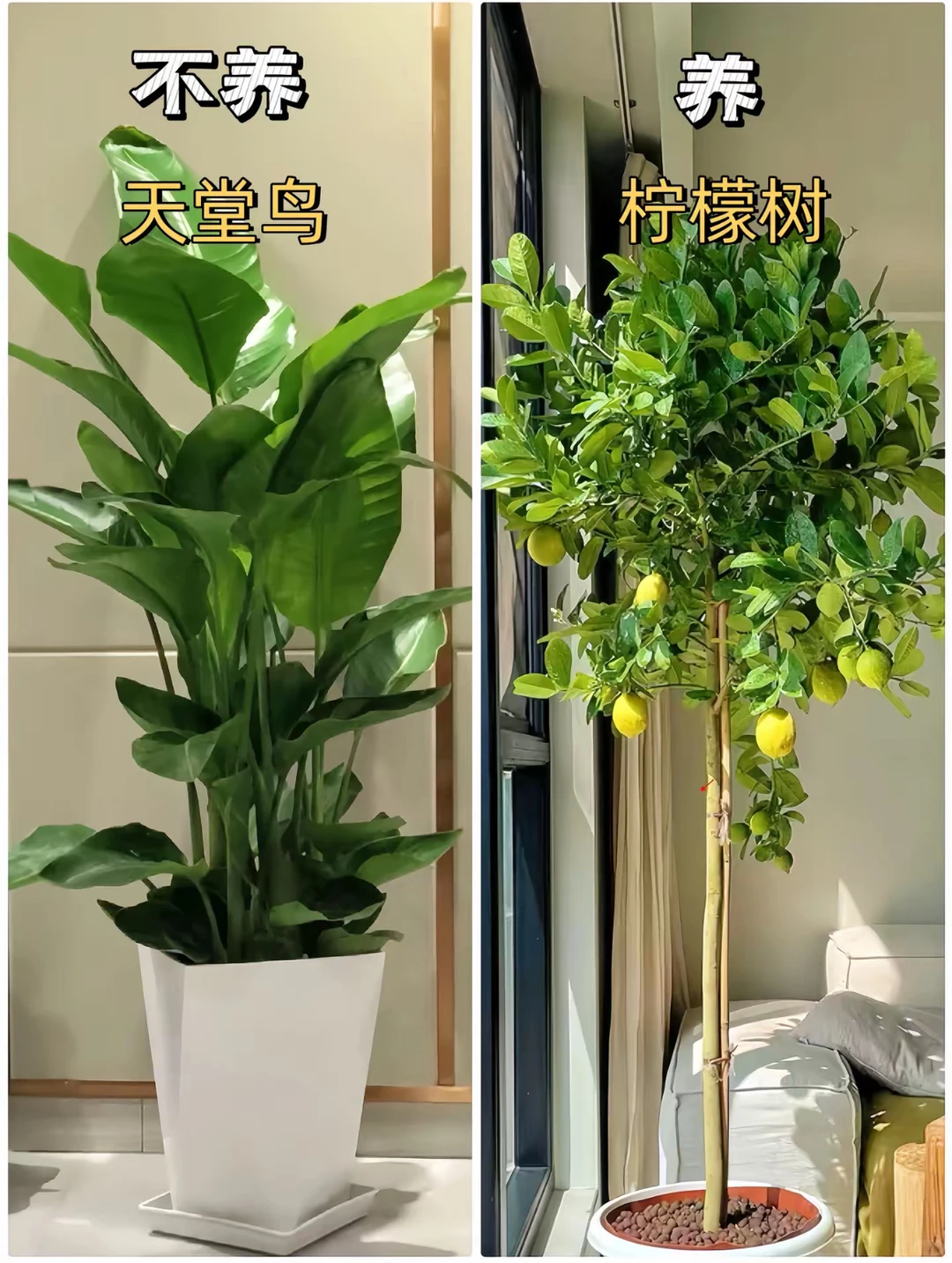 适合客厅摆放的绿植花卉，好养易活！