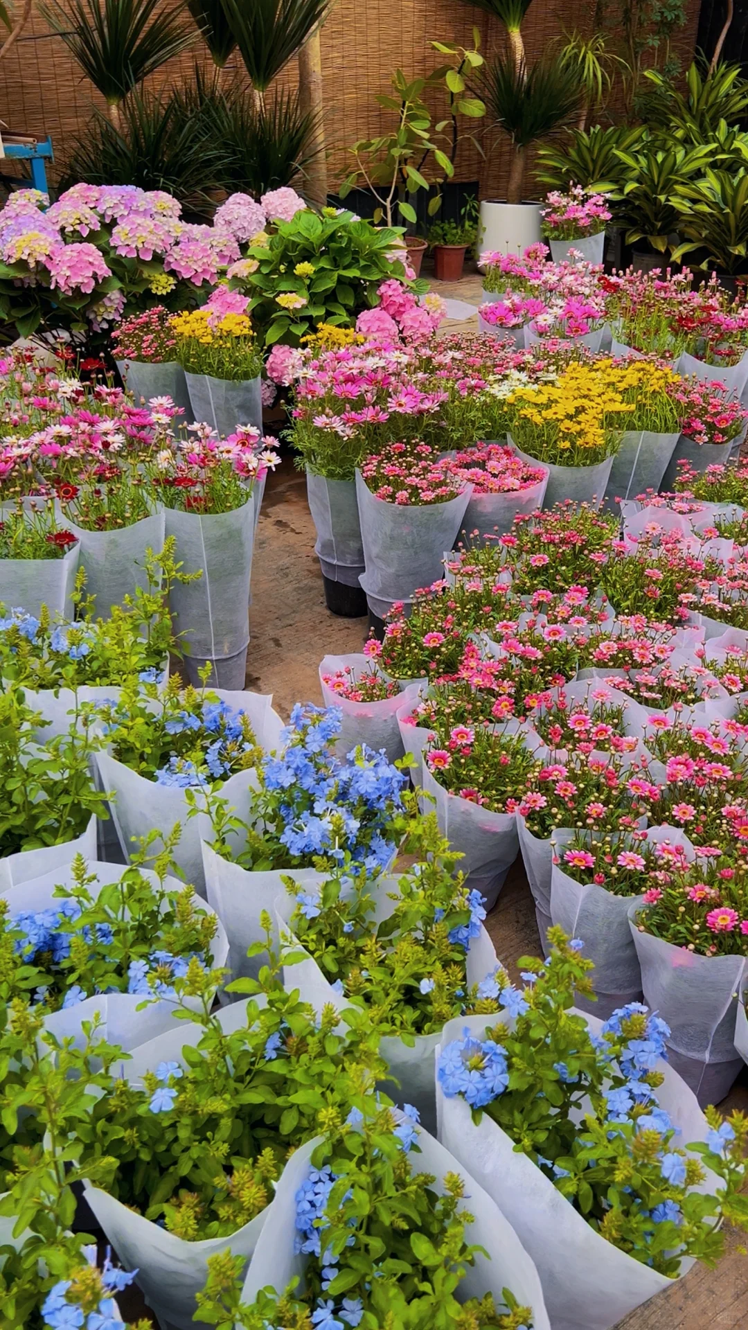 洛阳|你不知道的买花地儿!(2025 最新实探)