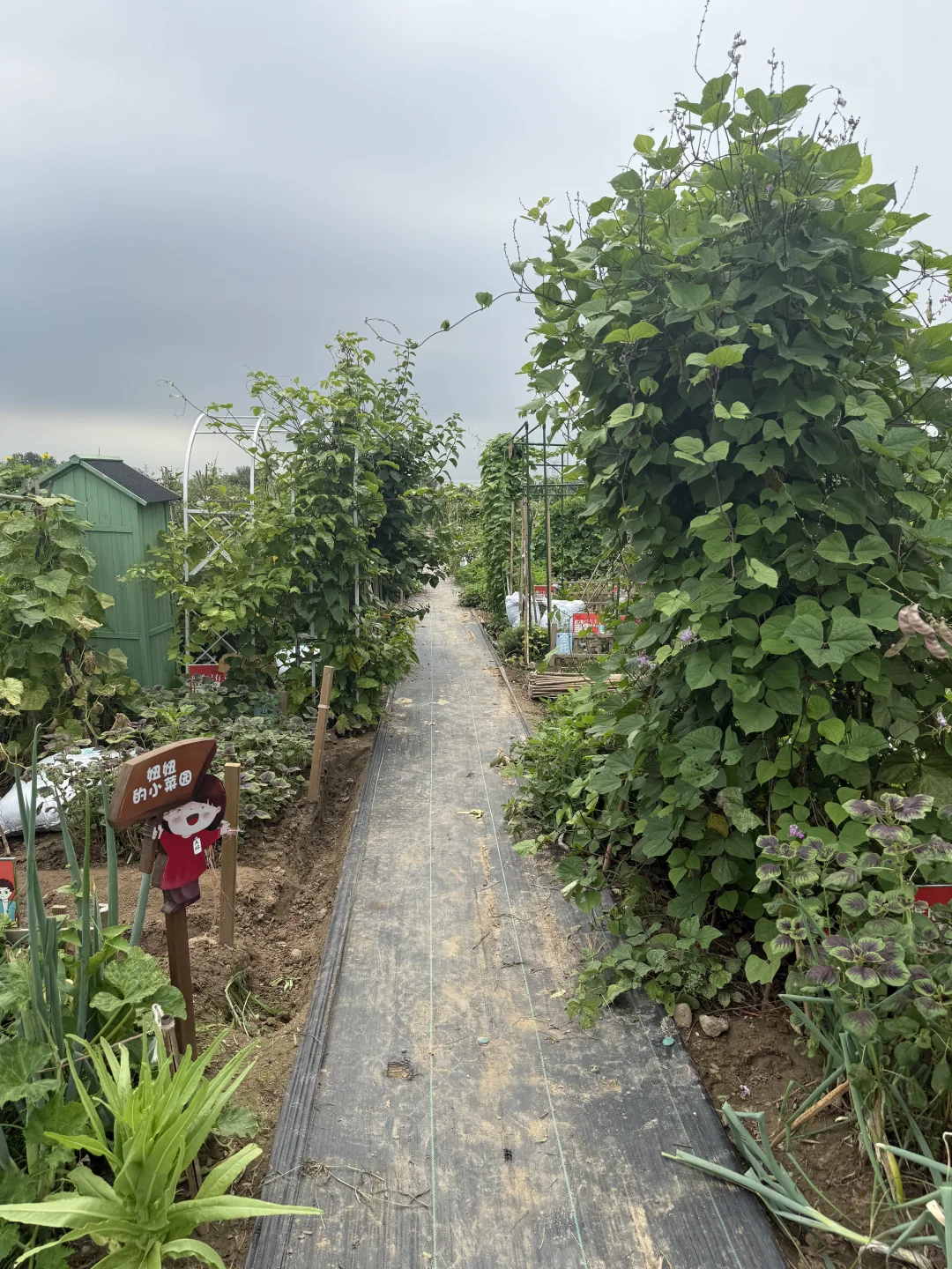 不一样的种植，一样的快乐