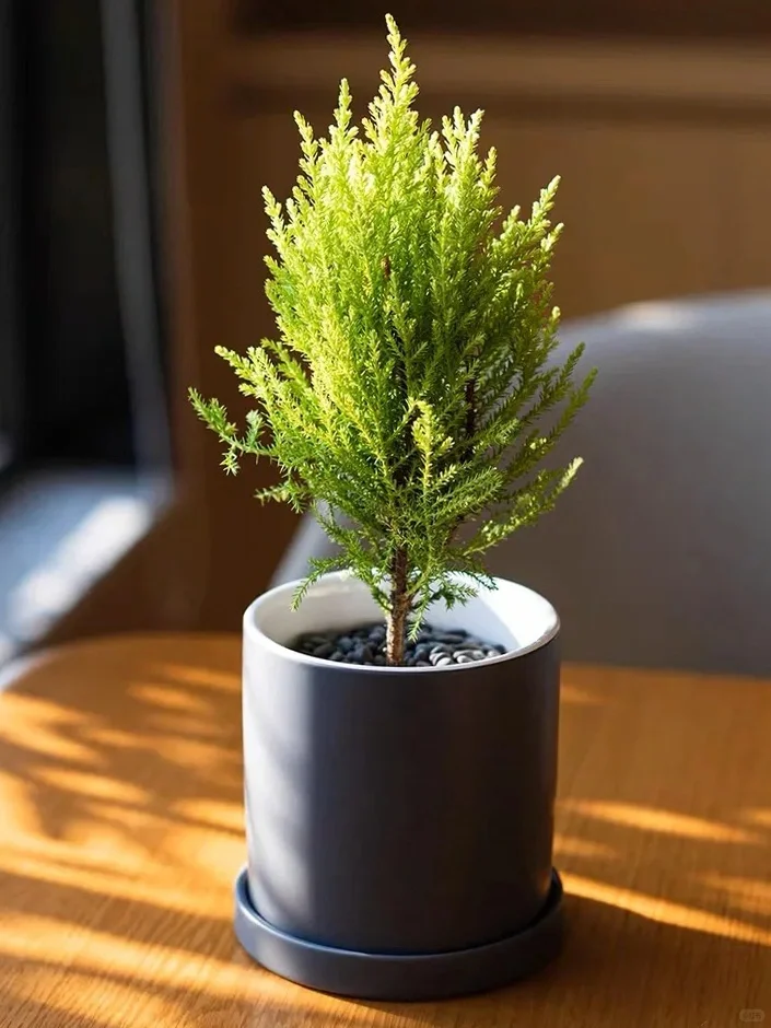 九款自带香气的盆栽✨