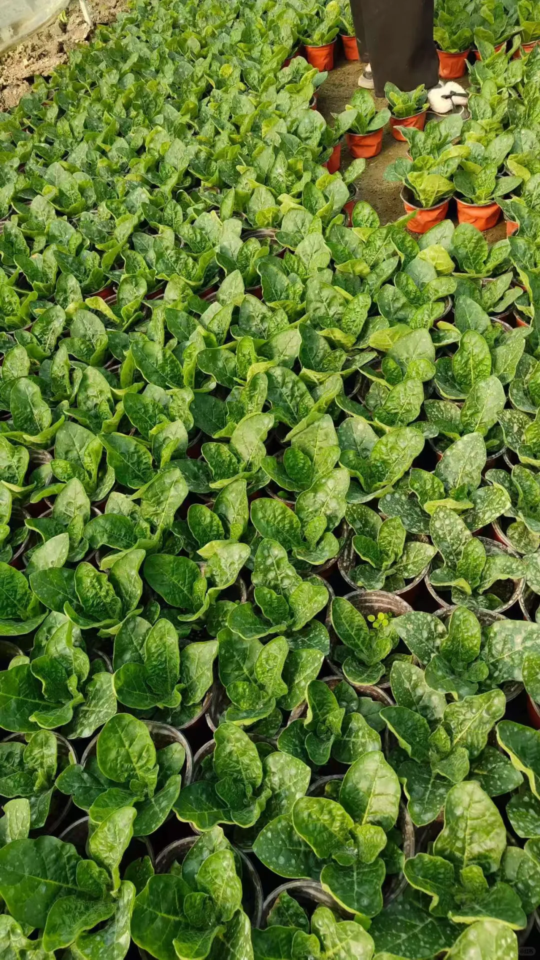 花烟草 基地直销有货有量