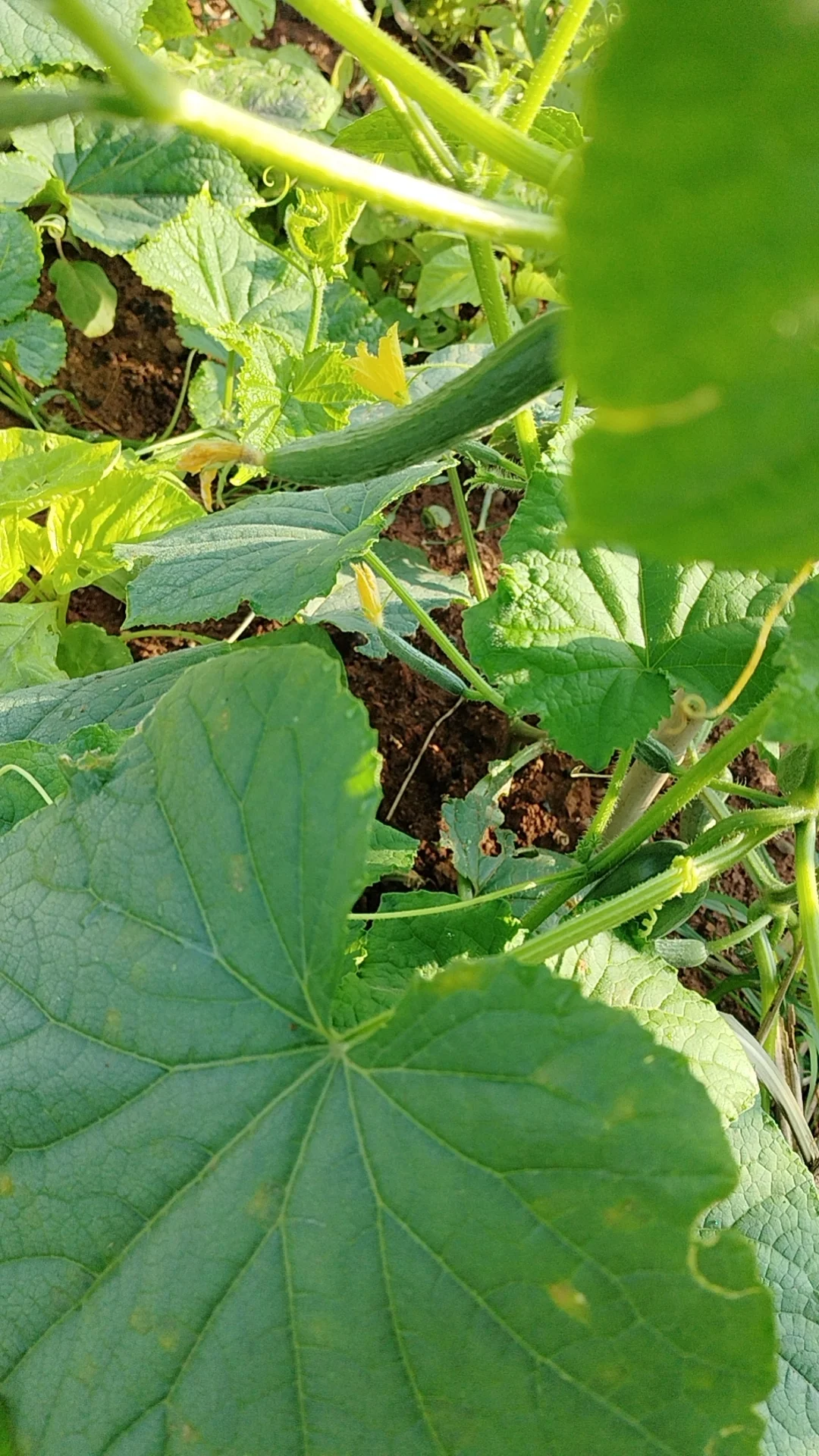 我的乡村生活菜地