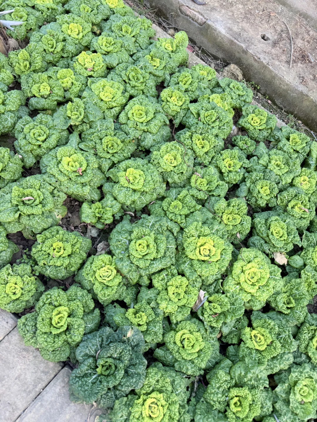 合肥亲子｜摘蘑菇?蔬菜?火龙果?