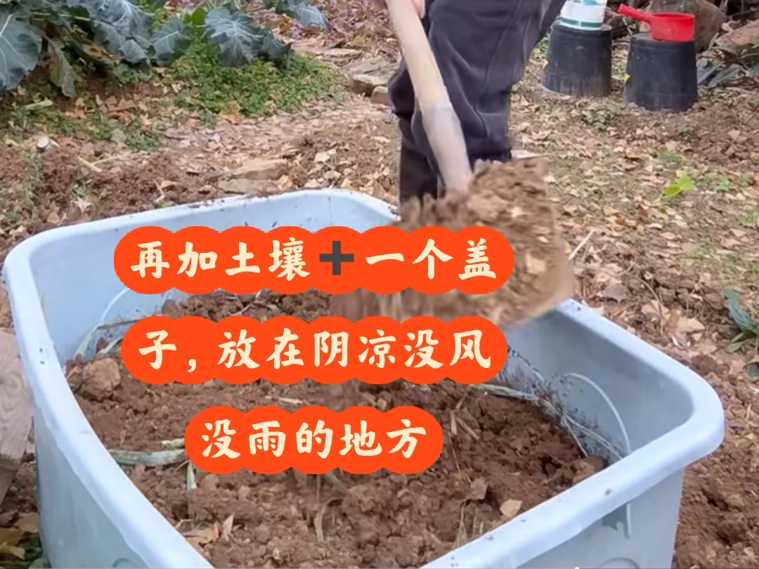 学习种植，存放甘蔗苗