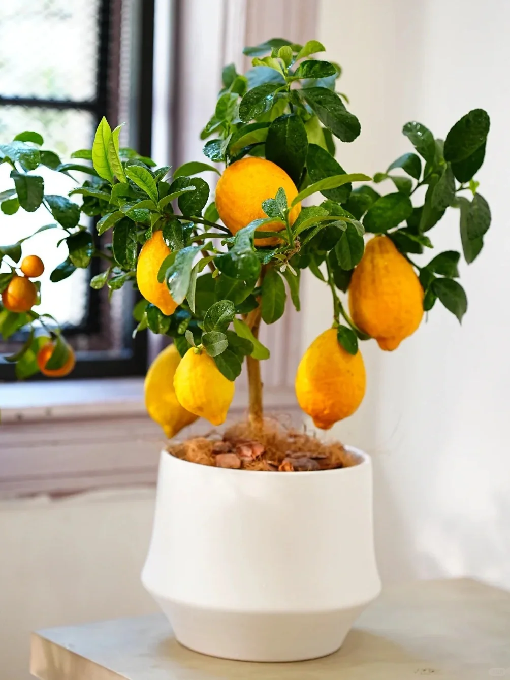 九款自带香气的盆栽✨