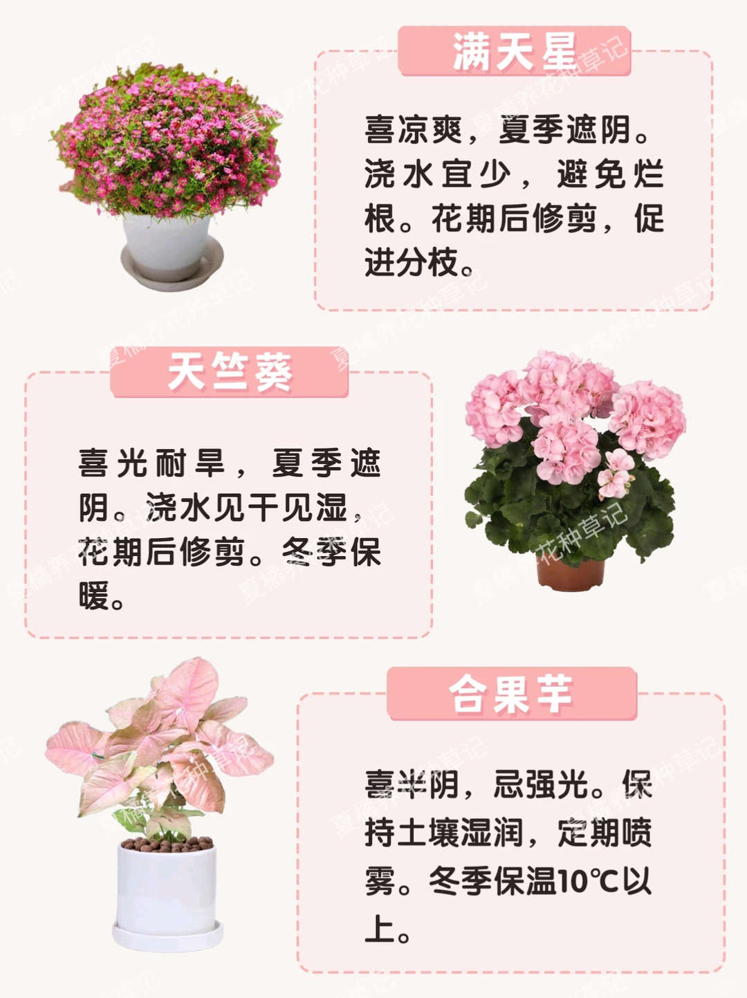 救命！这些粉粉嫩嫩的绿植也太治愈了吧