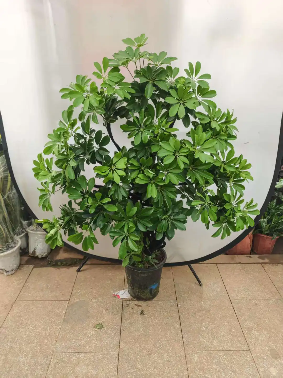 北京同城绿植基地