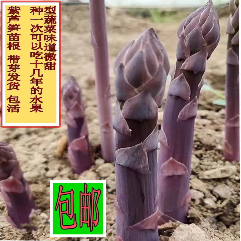 芦笋根苗种植?紫色绿色四季阳台盆栽✨