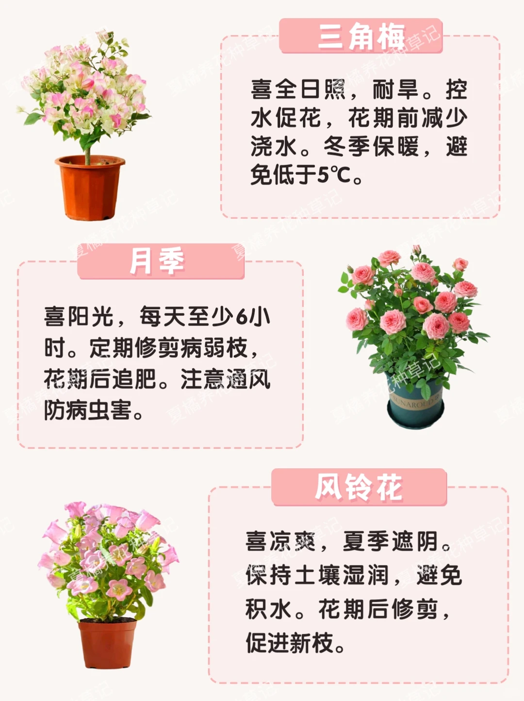 救命！这些粉粉嫩嫩的绿植也太治愈了吧